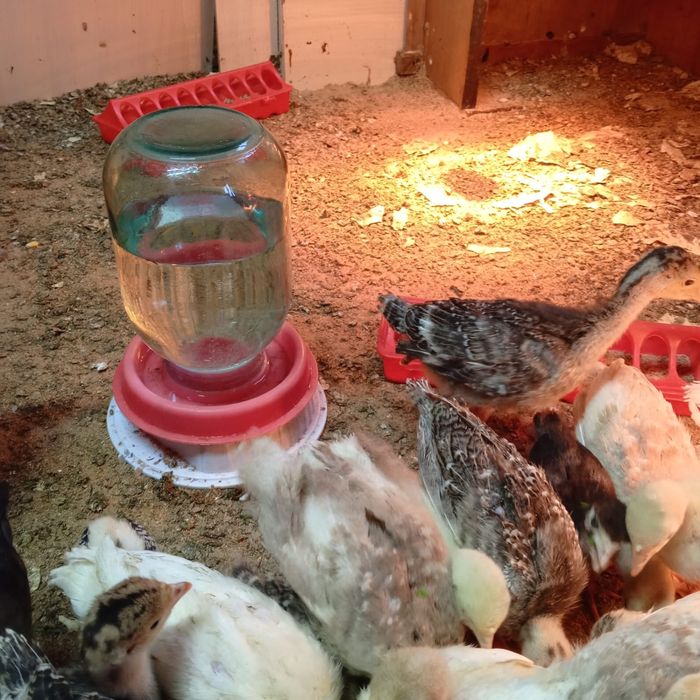 Продаются подрощенные индюшата