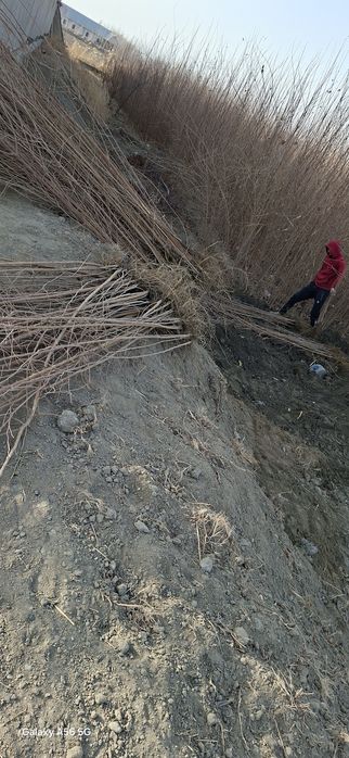 Tut kuchatlari 2yillik 3yillik narxini telfonda kelishamiz 12ta viloya