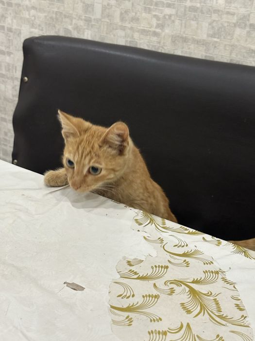 пропал котенок 9 месяц