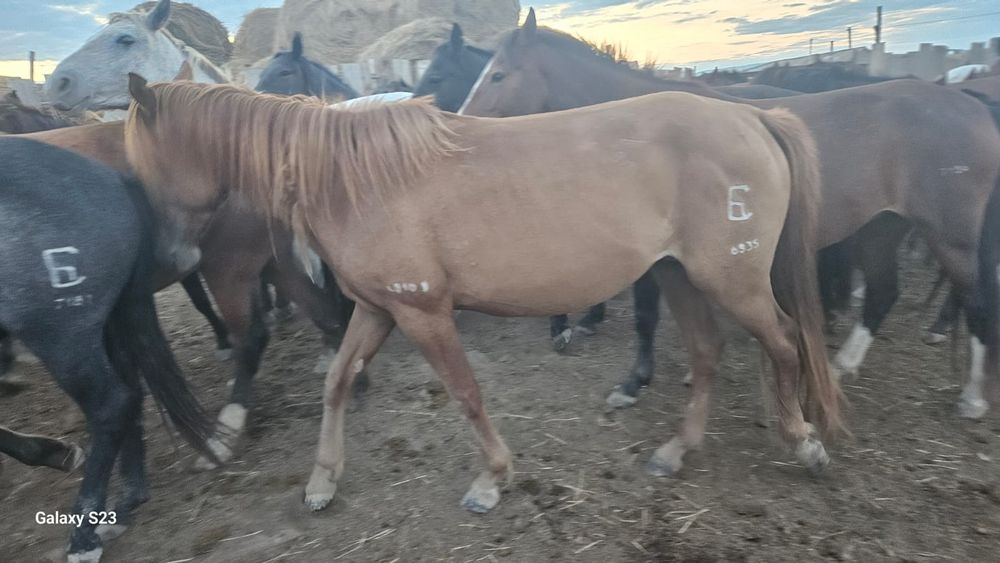 Жылқы сатылады,..