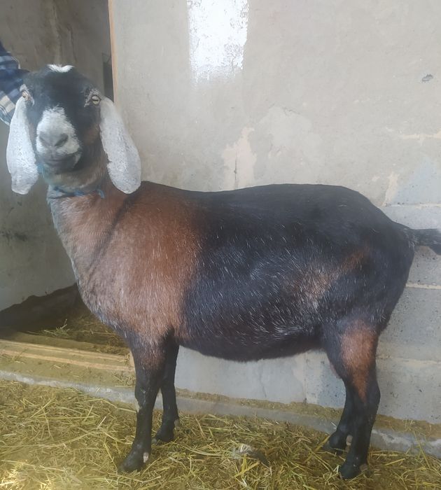 Продается англонубийская коза