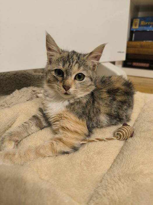 Трицветно женско коте търси дом