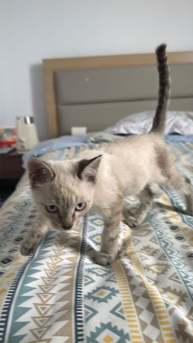 котёнок-животные