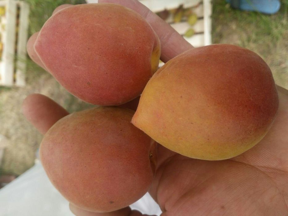 Урик олма гилос шофтоли нок барча турдаги мевали кучатлар бор