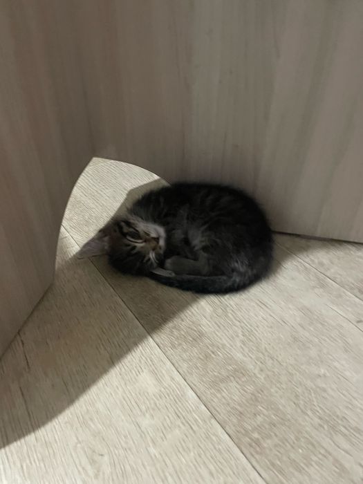 отдам котят в добрые руки