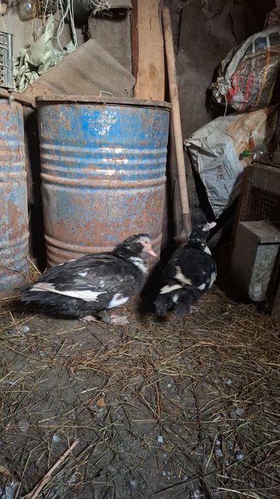 Продам индоутки самецы  12000 тенге