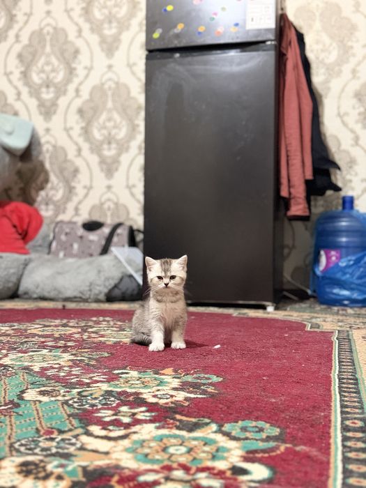 Juda quvnoq uynoqi piwey
