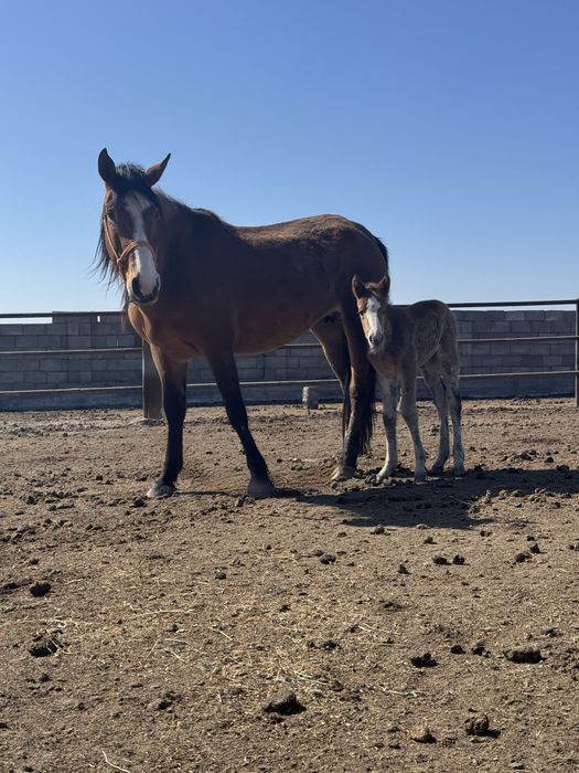 Биі құлышағымен сатылады