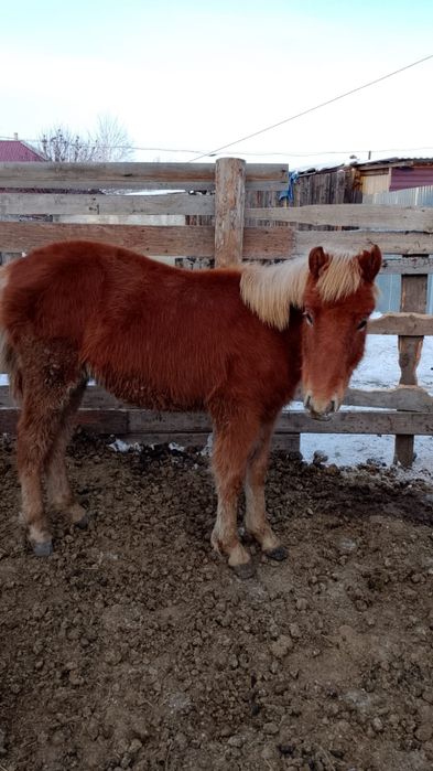 Продам жеребенка.