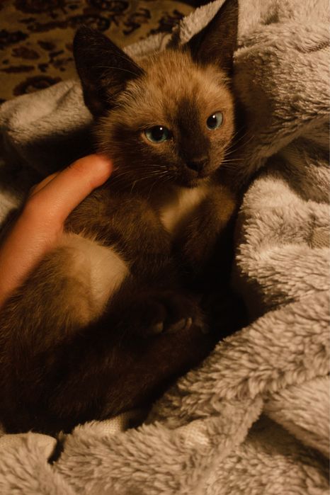 Сиамская порода котенок