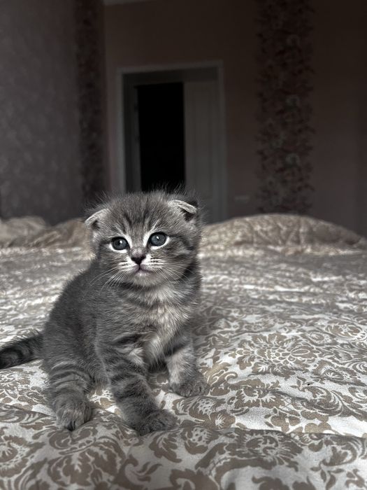 Кошки милые Скоттиш фолд Британский