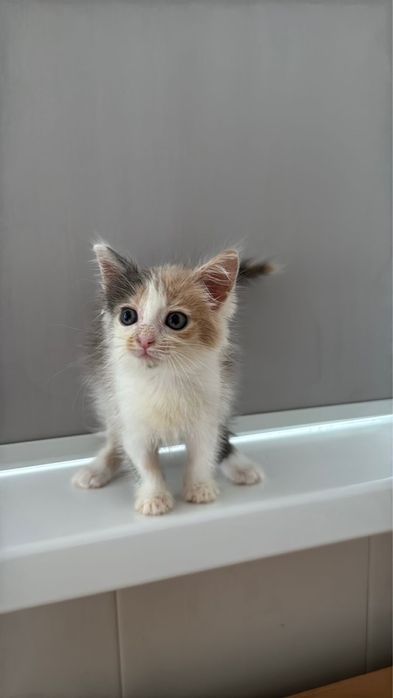 Котенок девочка ищет дом