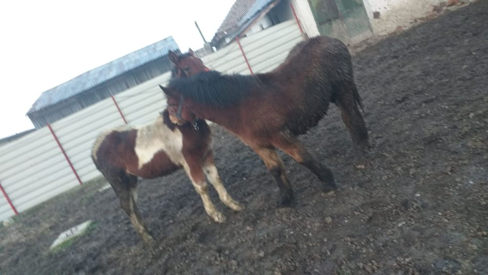 Vând 4 mânji 7/8 luni