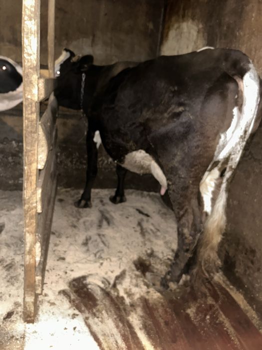 Vaca de vanzare mai multe detali la tel
