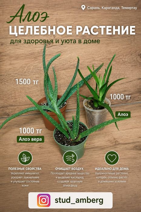 Суккуленты, кактусы,алоэ