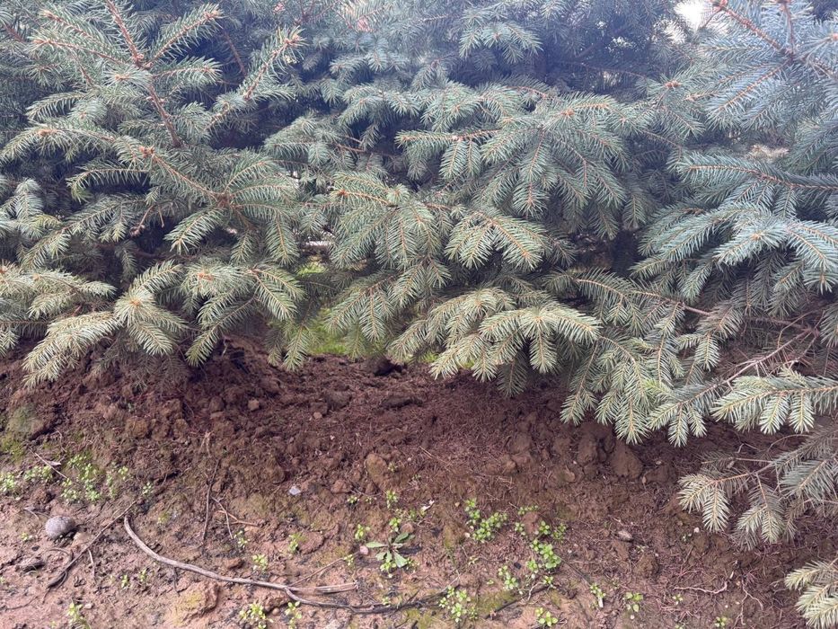 Галубой ен арчалари сотилади