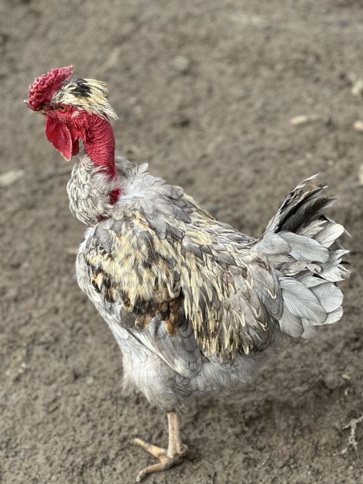 Cocoși tineri de casă