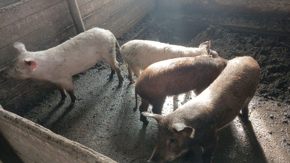 Поросята 5ти месячные