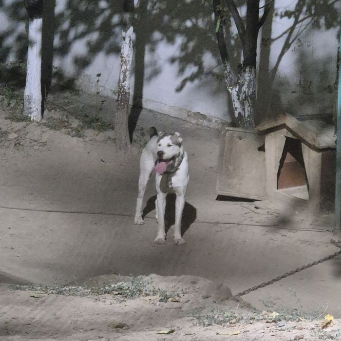 Ищем девушку алабая или ...  срочно)