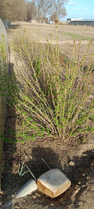 Саженцы чёрной смородины