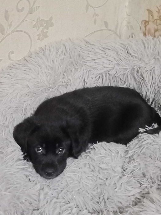 Самые умные и благогородные собакены