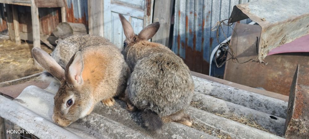 Продам молодых крольчих