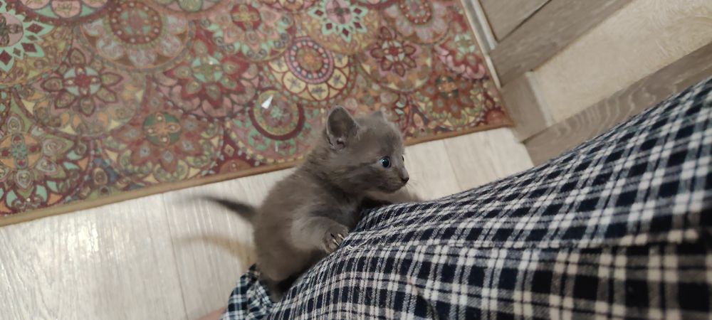 Отдаю котят бесплатно