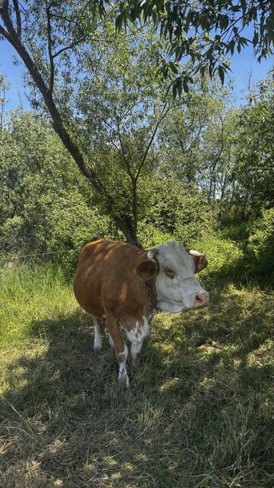 Vand vaca baltata romaneasca