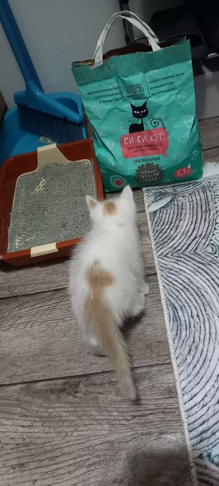 Котёнок девочка в добрые руки
