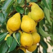 Pomi fructiferi columnari