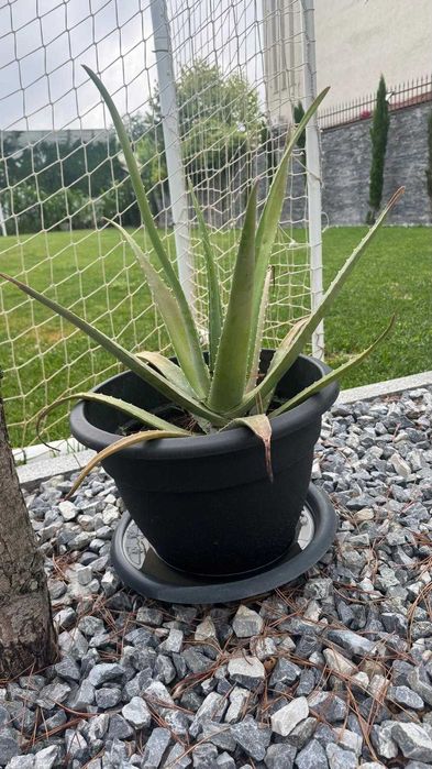 Aloe Vera (Aloe barbadensis Miller) în ghiveci | Plante mari și pui | Voluntari - București