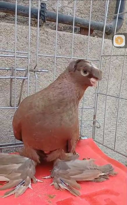 Продам голубей...