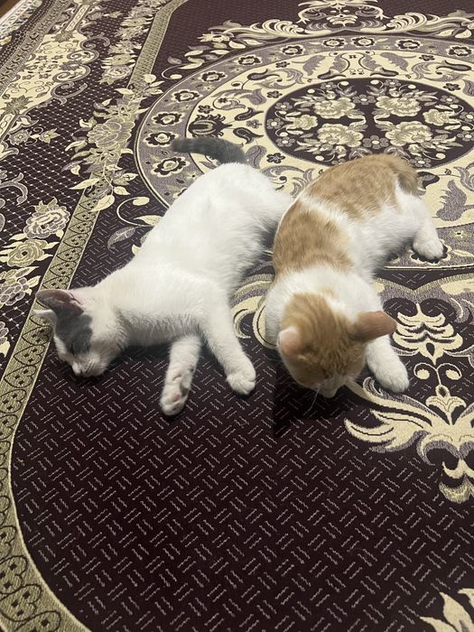 Продам кошку мальчик