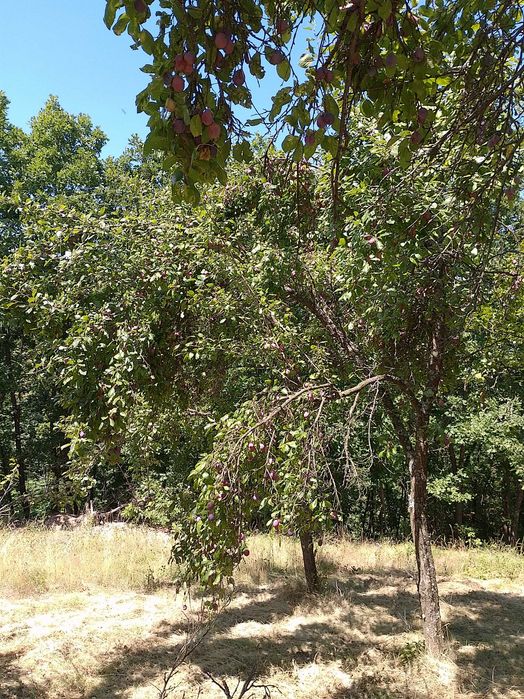 Prune de vanzare