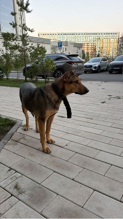 Отдам щенков в добрые руки
