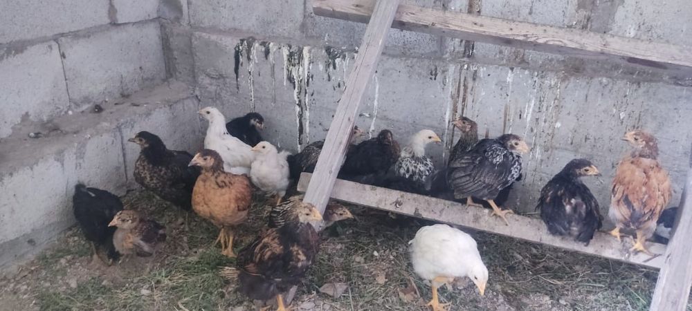 Продам  подросших петушков шустрые,