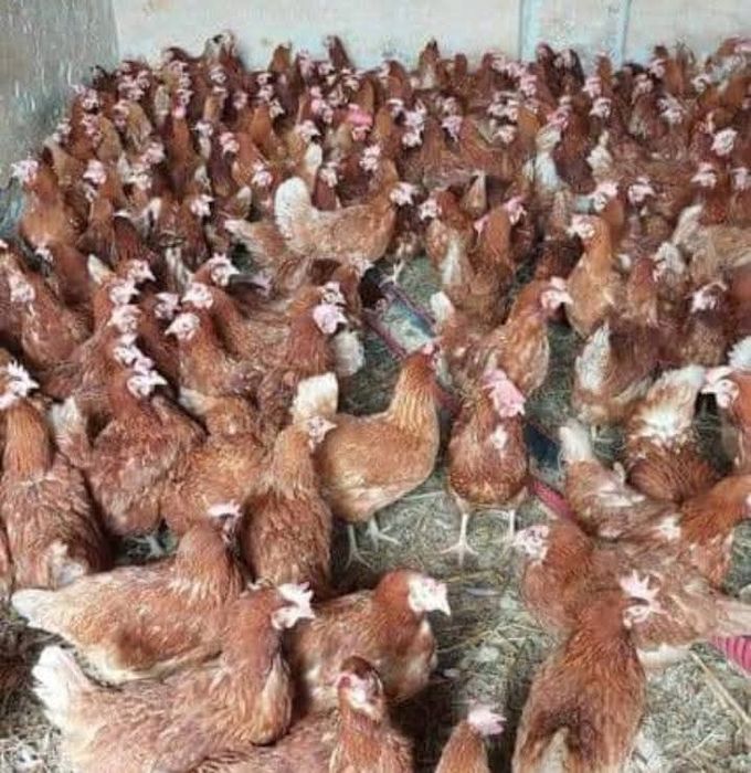 Vand pui albi de carne pui rasă mixtă colorat si găini rosi de ouă