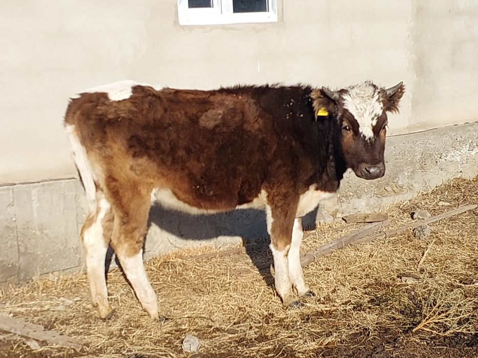 Продам стельную телку