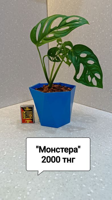 Цветы комнатные в горшках