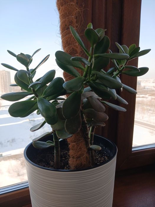 Продаю денежное дерево