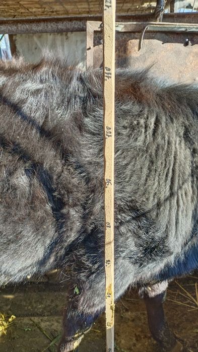 Ақбас және Ангус.