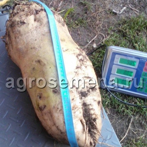 Семена кормовой свеклы ЛАДА