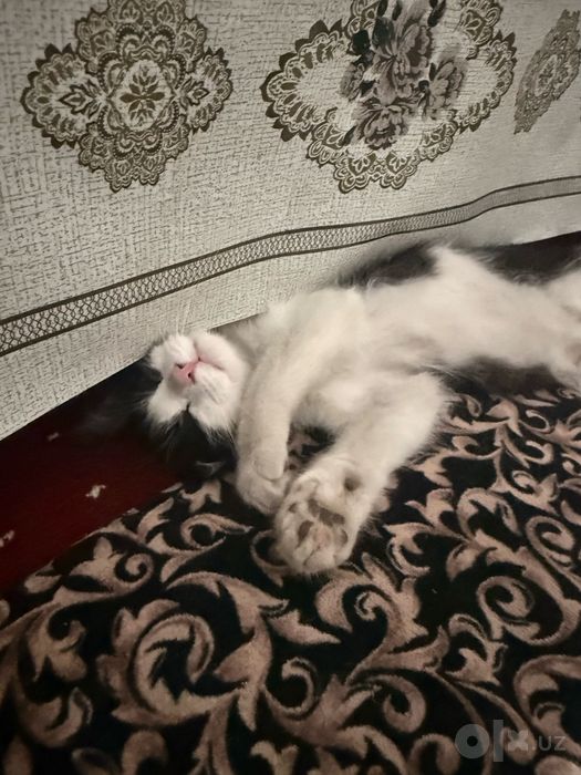Котик, около 5 месяцев, ищет добрые руки!