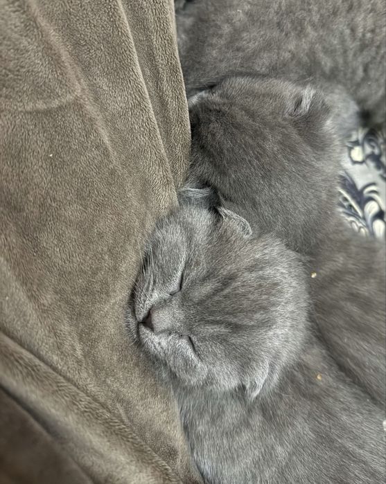 Scottish Fold mushuk bolalari sotiladi