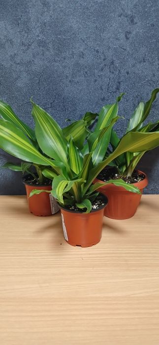 Комнатные растения от 2500