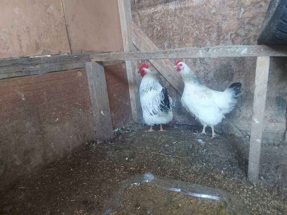 Продаётся куры и петухи