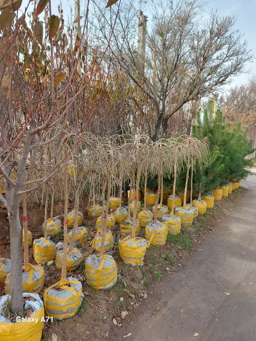 archa bor xarxil turdagi archalar bor