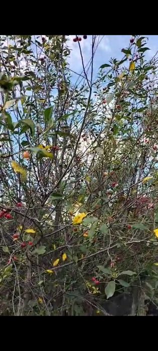 Продам дачу ПК СТ Борки