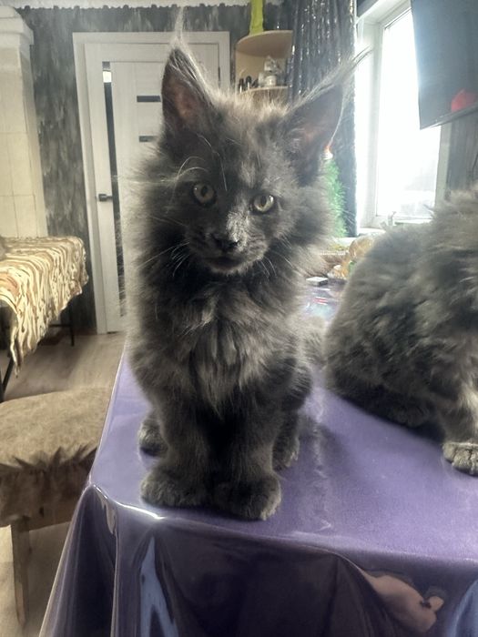 Котенок Мейнкун полидакт мальчик!