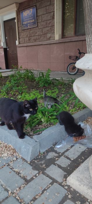 Кошка с котятами